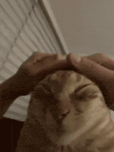 Cat silhouette mid-meow with soft sound wave curls